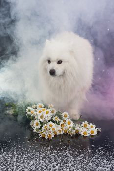 White Smoyed dog on black studio background