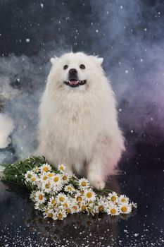 White Smoyed dog on black studio background