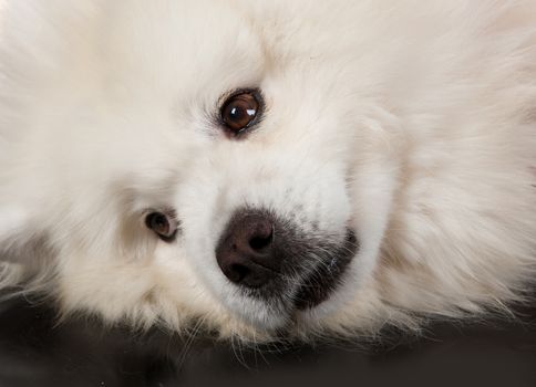 White Smoyed dog on black studio background