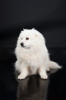 White Smoyed dog on black studio background