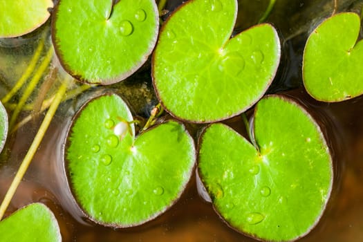 Green lotus leaf floating on water in a pot.
