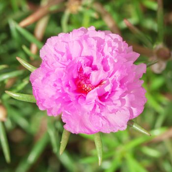 Common Purslane, Verdolaga, Pigweed Pusley - flower little bloom pink green field in the garden wayside in morning