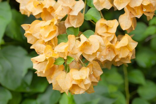 bush with yellow flowers blooming bougainvilleas.