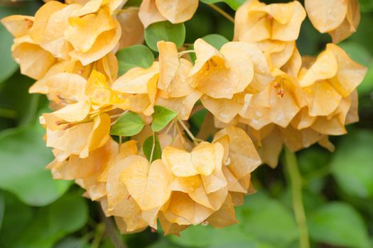 bush with yellow flowers blooming bougainvilleas.