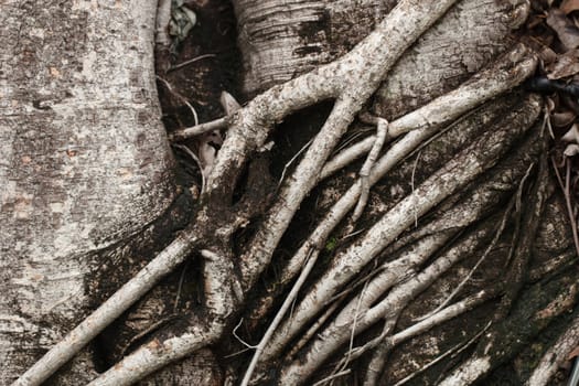 color tone of gray and dark root tree .