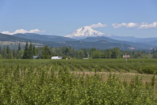 Mt Adams and the Hood River valley landscape Oregon.