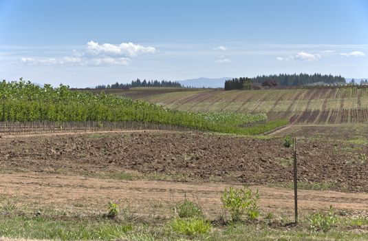 Plant agriculture and nursery near Sandy Oregon.