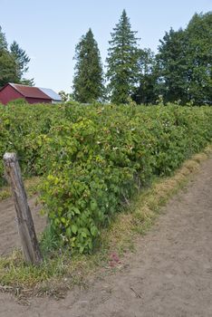 Raspberry plants in a field in rural Oregon.
