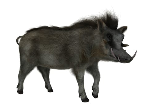 3D digital render of a wild warthog isolated on white background