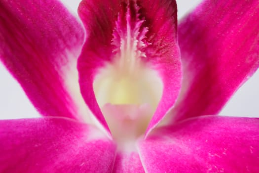 purple orchid ,close up