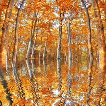 Flood in the forest at fall.