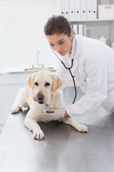 Veterinarian examining a cute labrador with a stethoscope in medical office