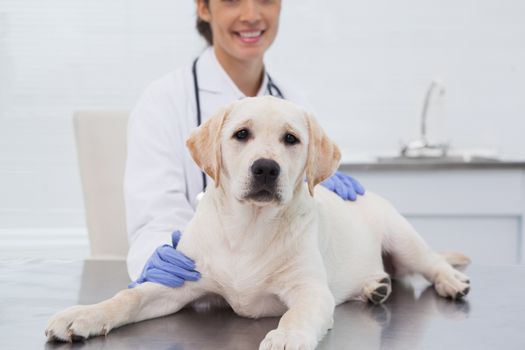 Smiling veterinarian examining a cute dog in medical office