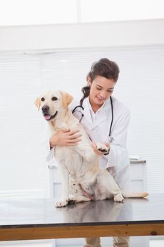 Smiling veterinarian examining a cute dog in medical office