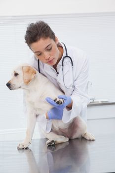 Veterinarian examining a cute dog in medical office