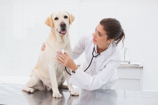 Veterinarian examining a cute dog with a stethoscope in medical office