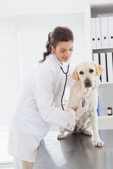 Happy veterinarian examining a cute dog with stethoscope  in medical office