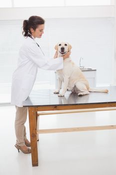 Cheerful veterinarian examining a cute dog in medical office