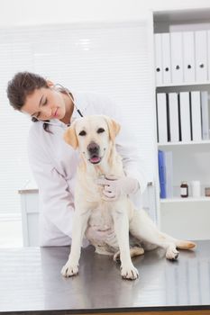 Cheerful veterinarian examining a cute labrador in medical office