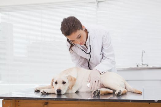 Veterinarian examining a cute dog in medical office