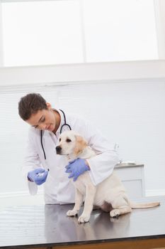 Veterinarian doing check up at a cute dog in medical office