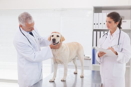 Veterinarian coworker examining a dog in medical office 