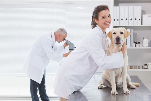 Vet coworker examining a cute dog in medical office