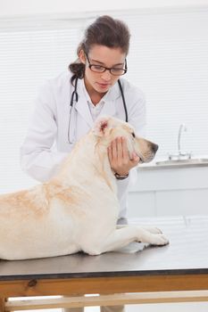 Veterinarian examining a cute labrador in medical office