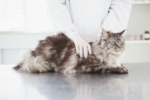 Vet examining a beautiful maine coon in medical office