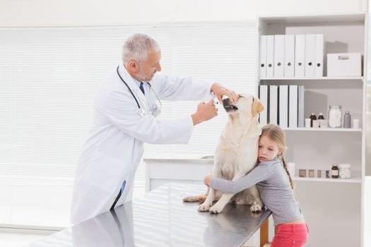 Vet examining a dog with its nervous owner in medical office