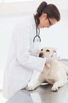 Veterinarian examining a cute labrador in medical office