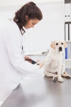 Vet using nail clipper on a labrador in medical office