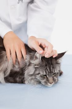 Vet examining a cute cat on white background