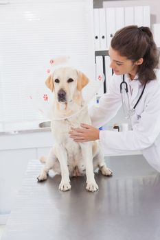 Veterinarian doing check up at a dog in medical office