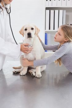 Vet examining a dog with stethoscope with its owner 