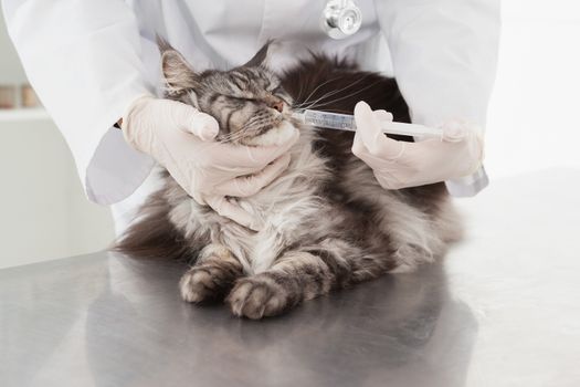 Vet doing injection at a cute grey cat in medical office