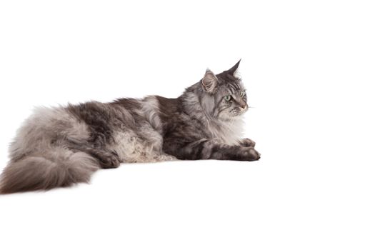 Cute maine coon relaxing and lying on white background