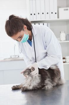 Vet with surgical mask examining a cat in medical office 