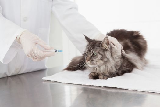 Vet doing injection at a maine coon in medical office