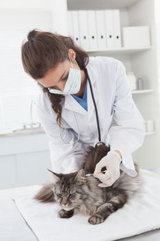 Vet examining a cute maine coon in medical office 