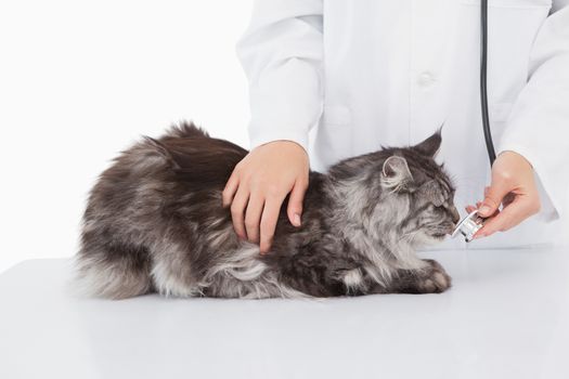 Vet examining a cute cat on white background