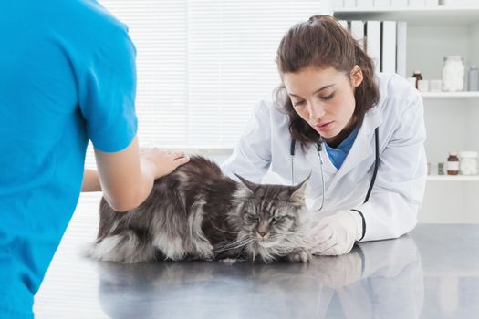 Vet examining a cat with its owner in medical office 