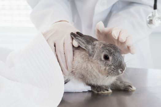 Veterinarian petting a cute rabbit in medical office
