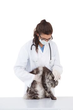 Vet examining a grey cat on white background 