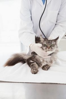Veterinarian examining a grey cat in medical office