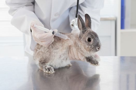 Vet doing injection at a rabbit in medical office 