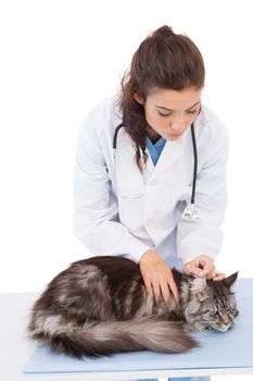 Vet examining a cute maine coon on white background