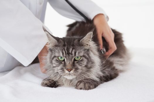 Vet examining a maine coon with stethoscope in medical office