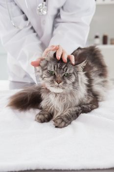 Vet examining a cute grey cat in medical office 
