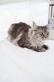Cute maine coon lying alone in medical office